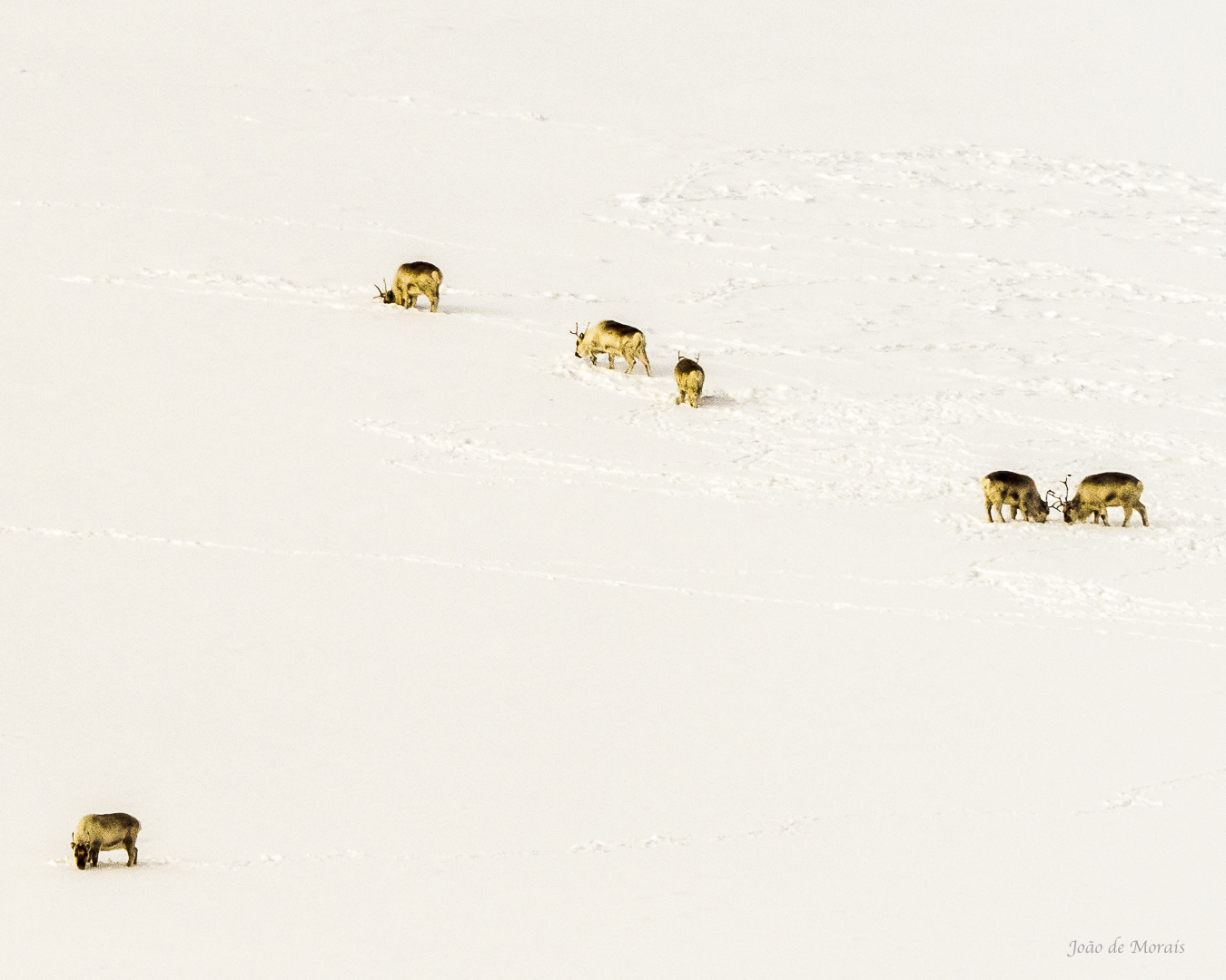 Svalbard Reindeer on a slope