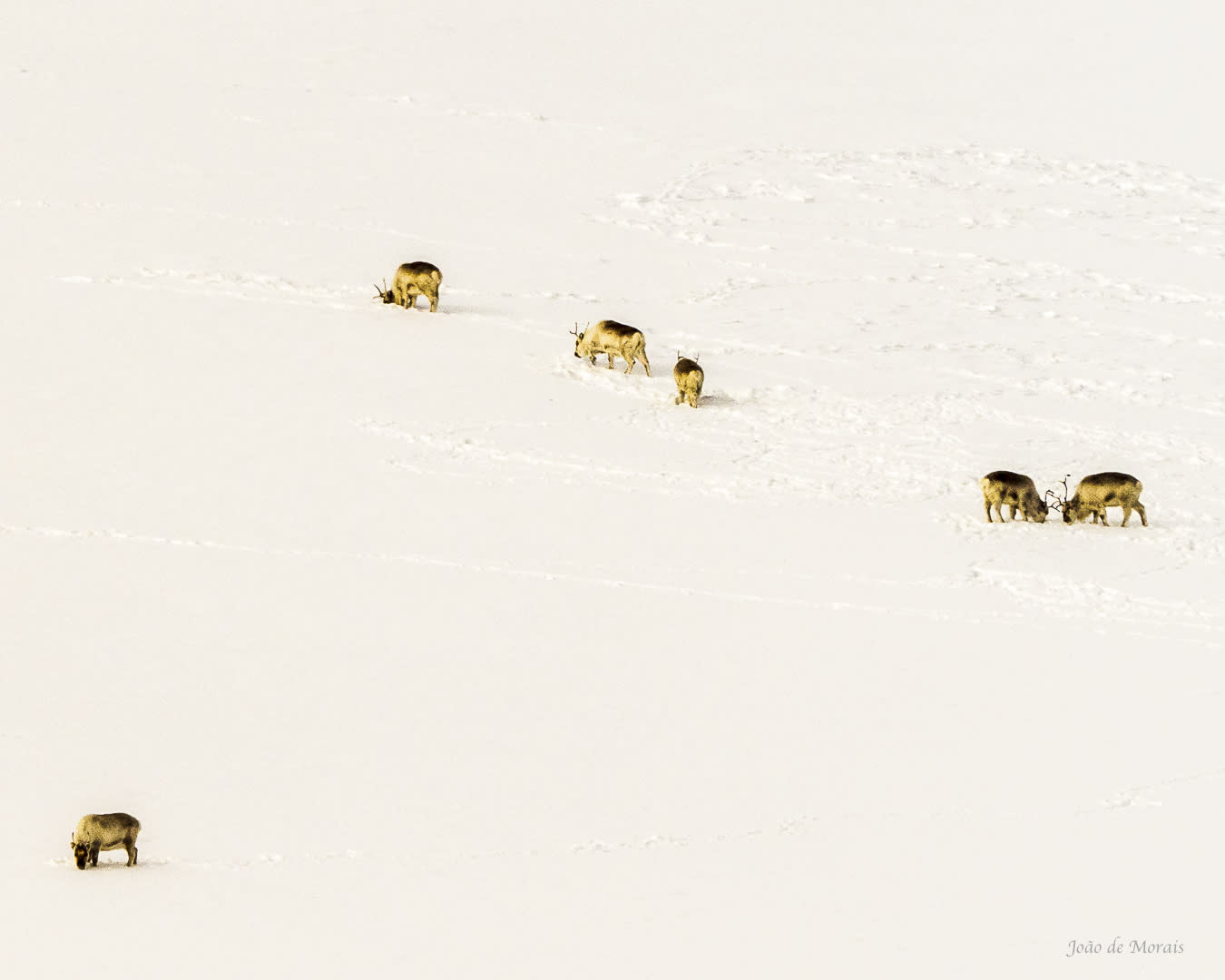 Svalbard Reindeer on a slope