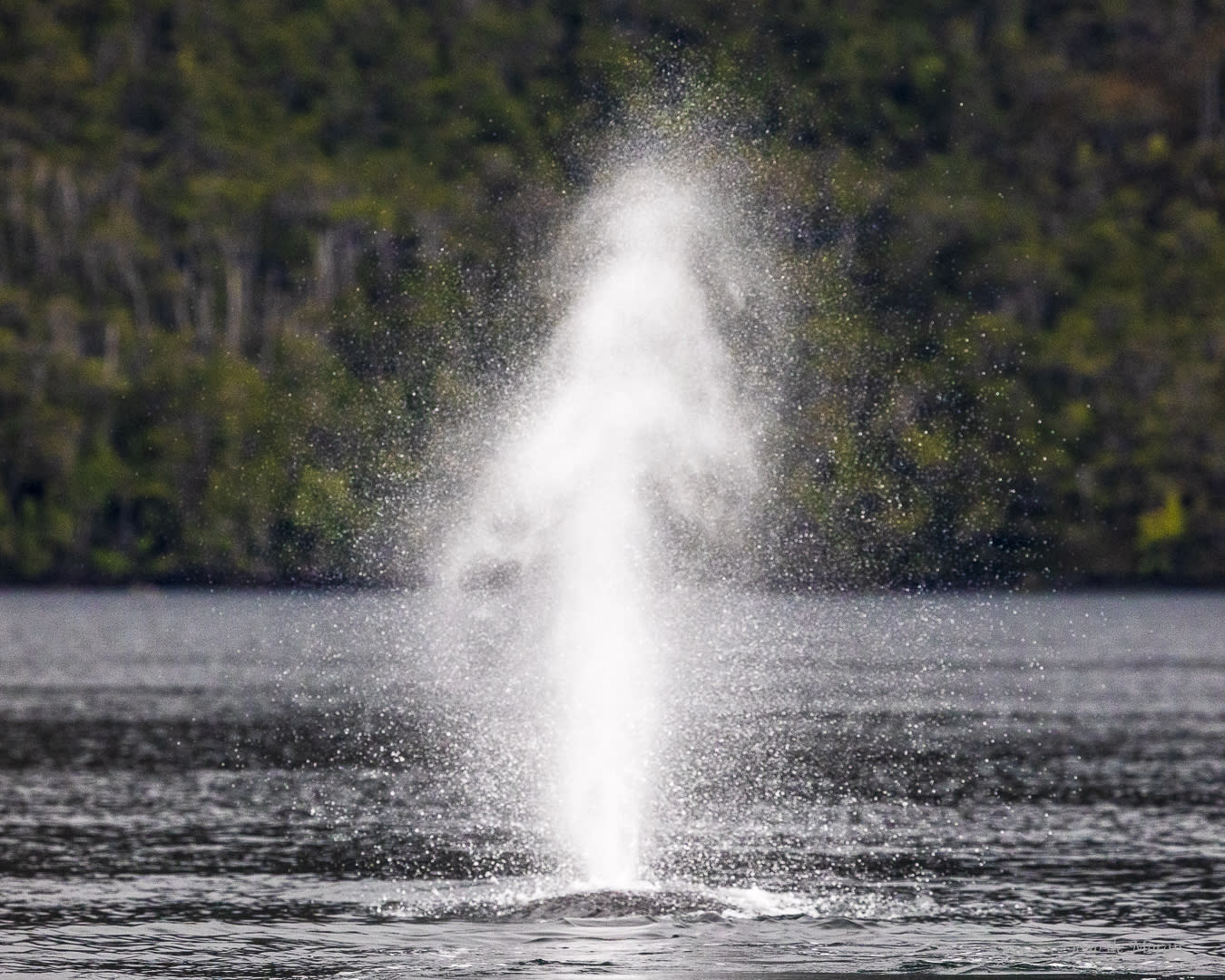 Humpback Whale Blow