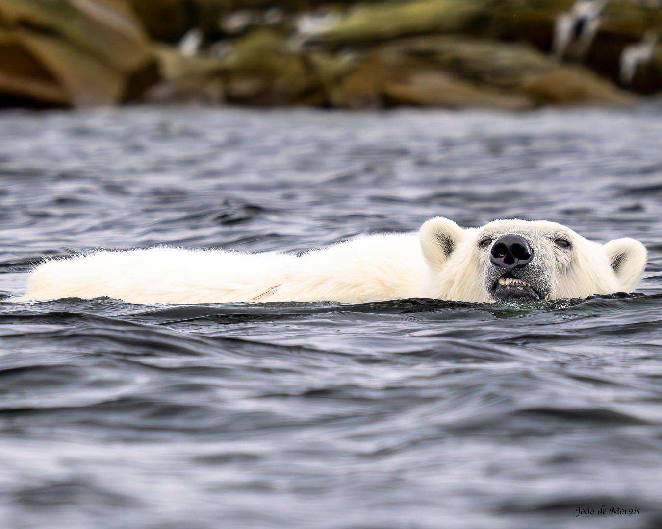 An Extremely Rare Sight: