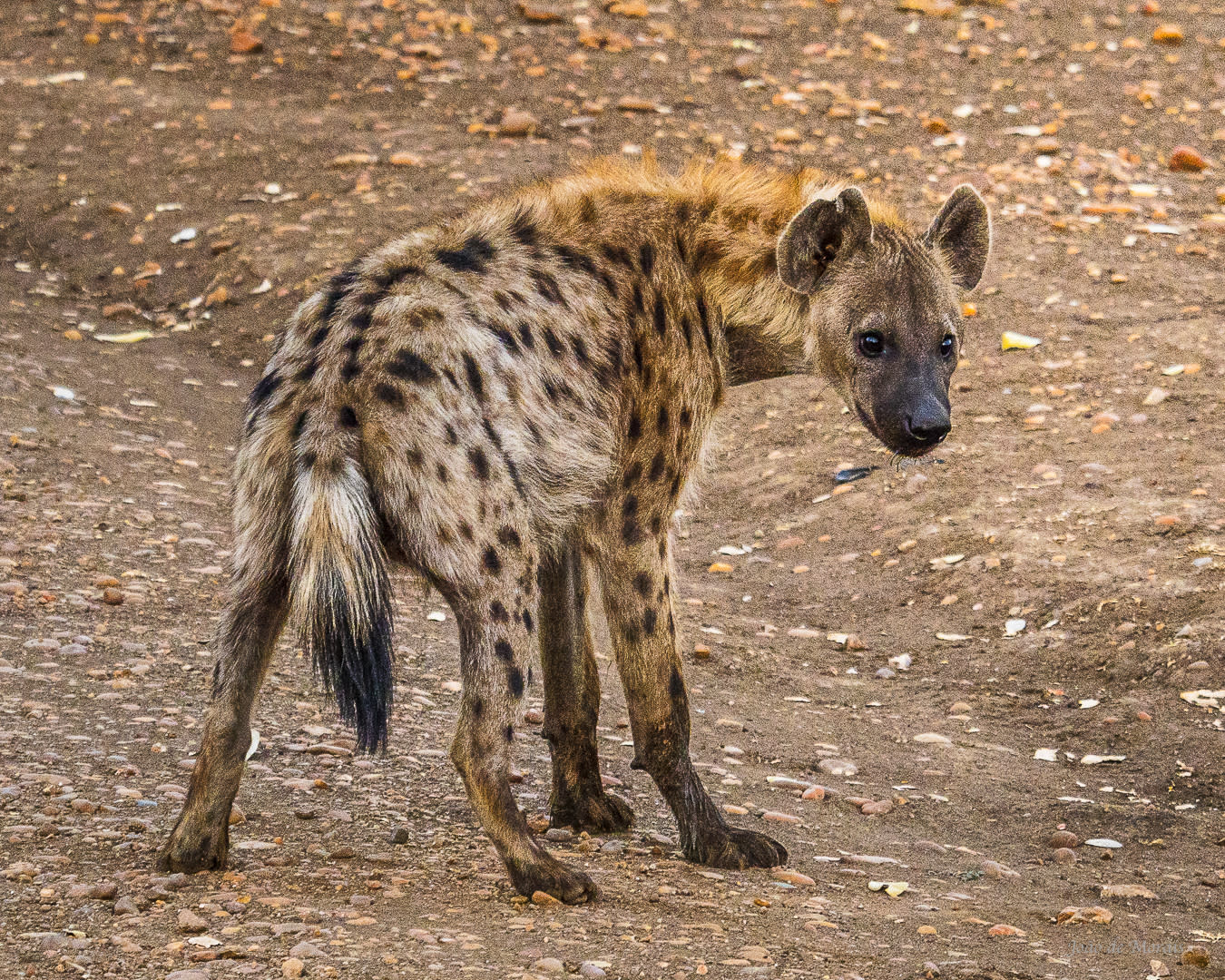 Spotted Hyena 