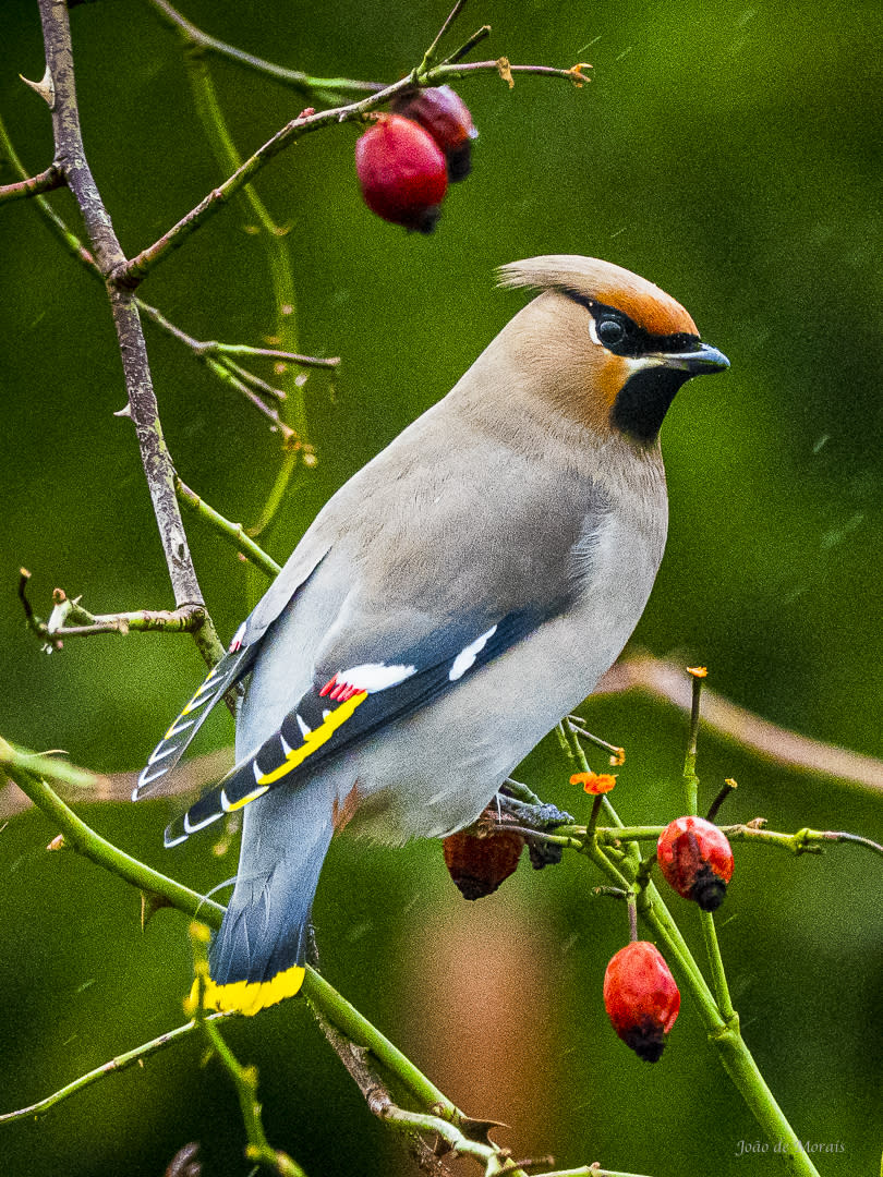 The Bohemian Waxwing (Bombycilla garrulous)