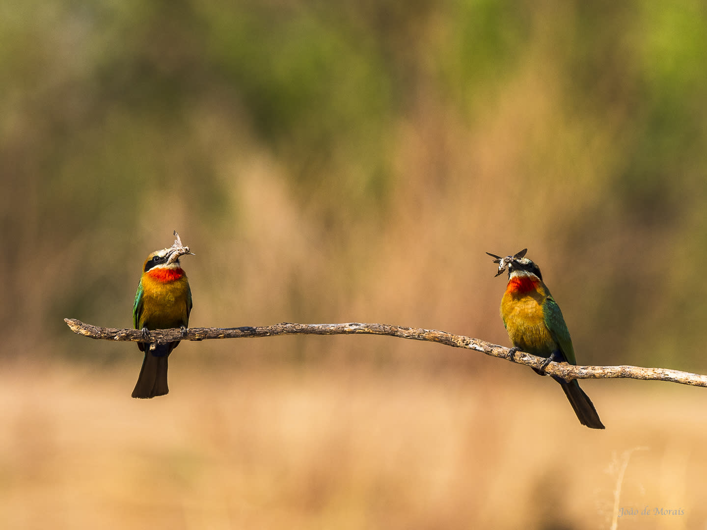 White-Fronted Bee-Eater