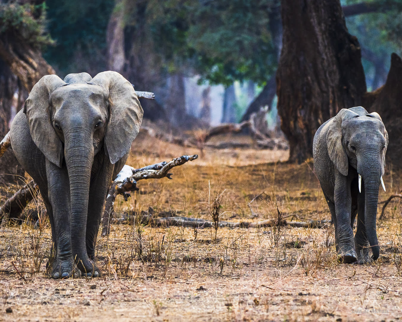 World Elephant Day 