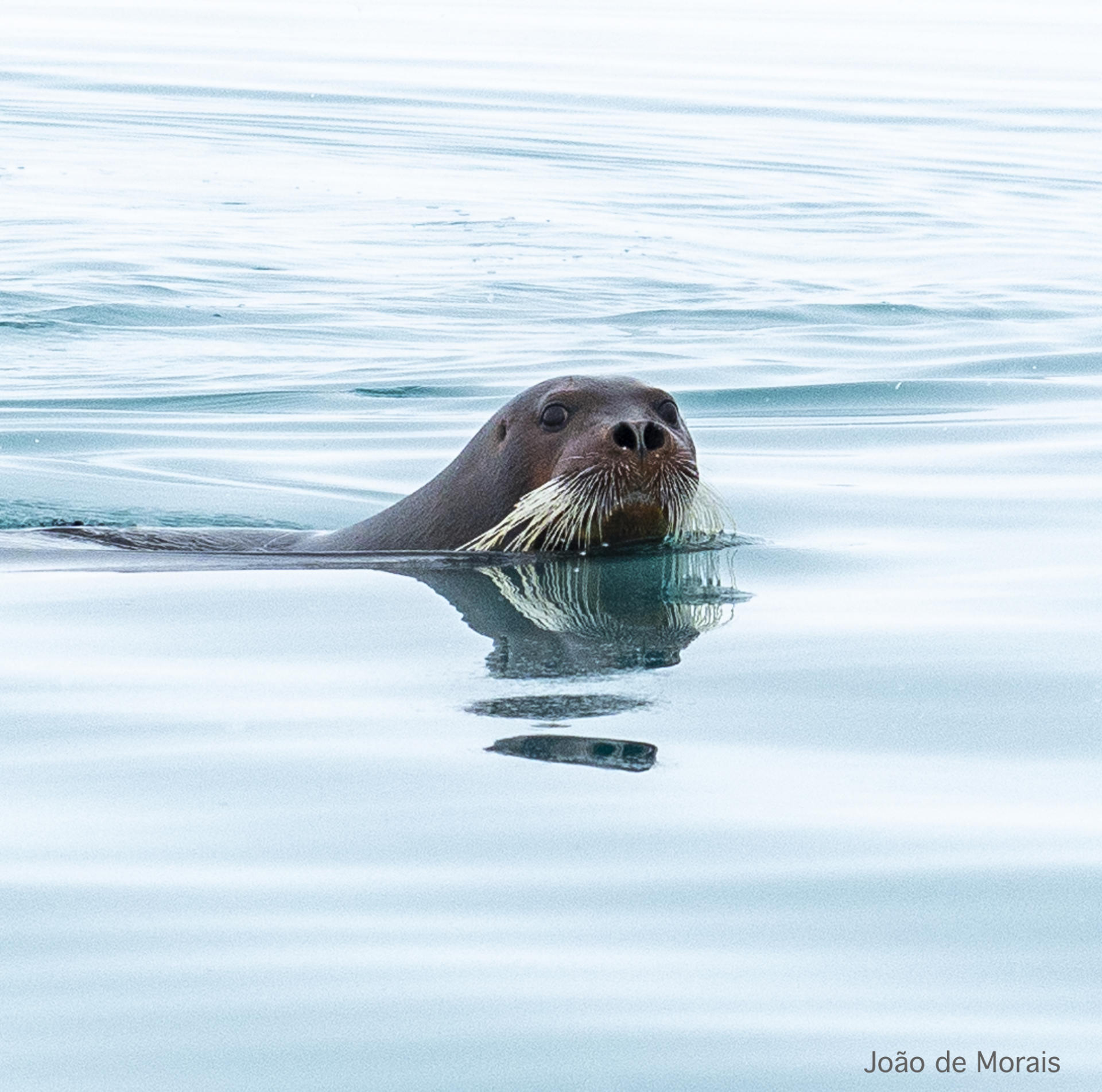 Bearded Seal