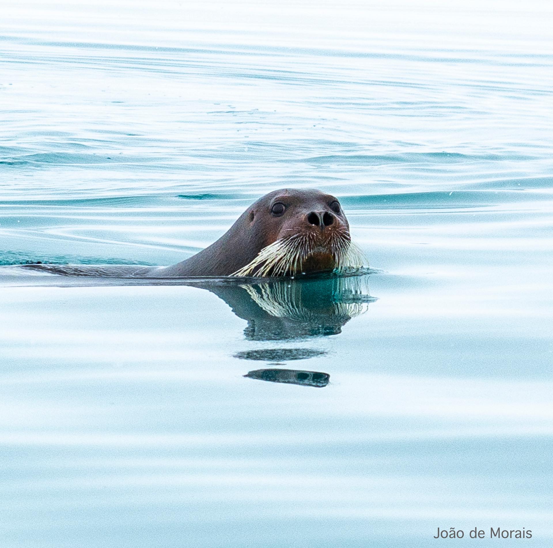 Bearded Seal