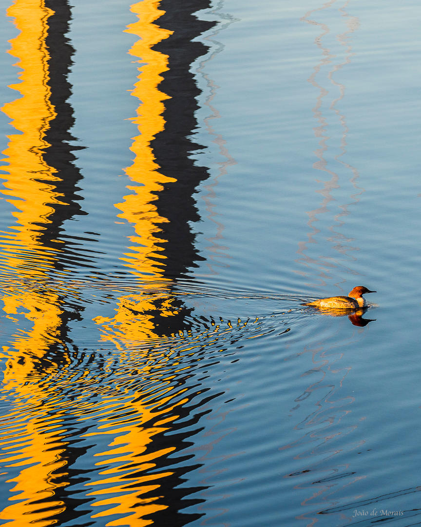 Dawn by the ‘High Coast Bridge’ (at 4am)