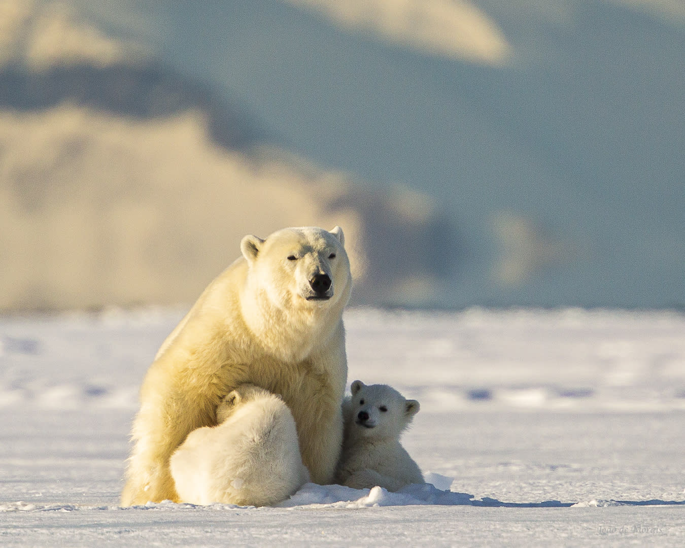 Feeding Mother Bear