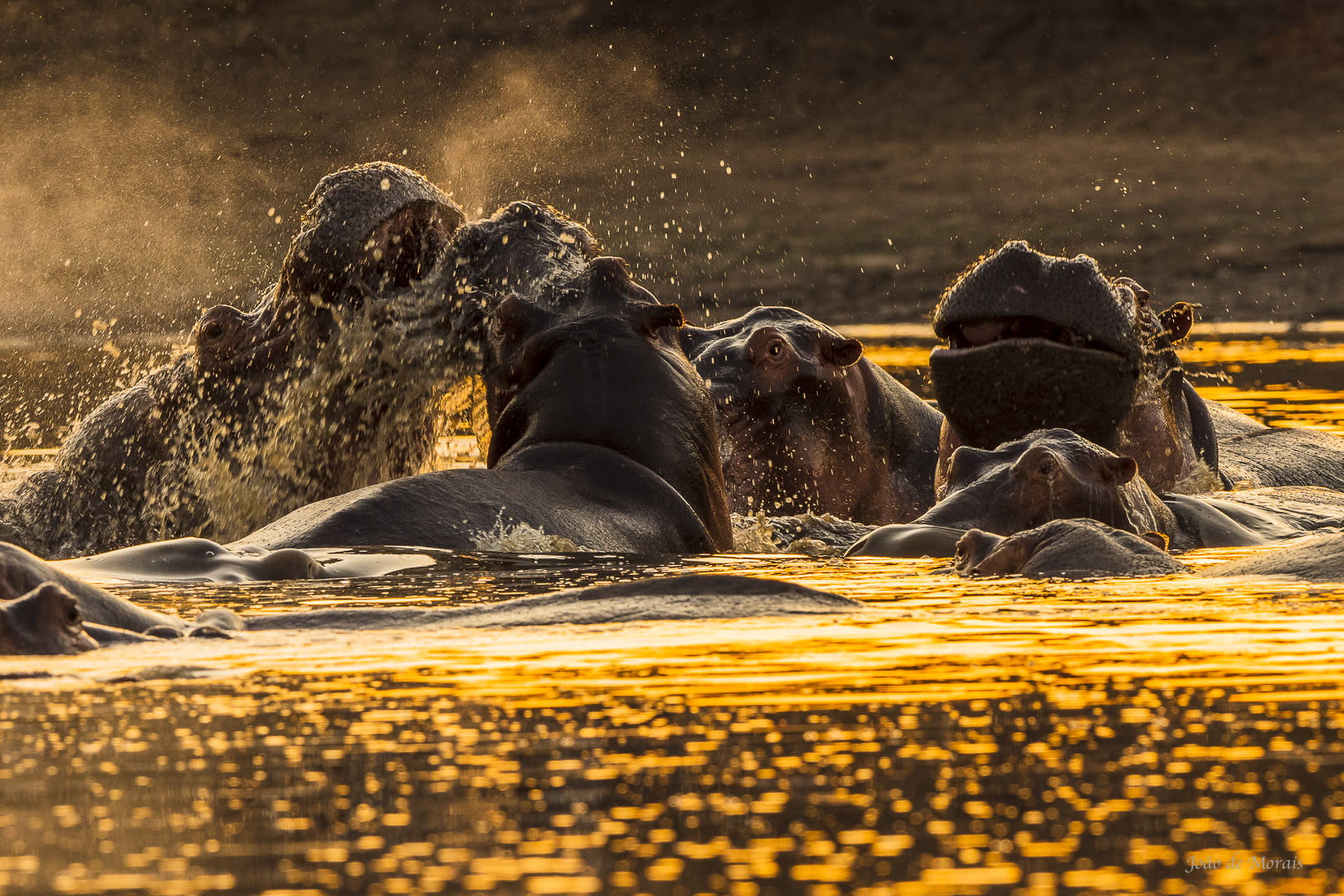 Hippo Pool