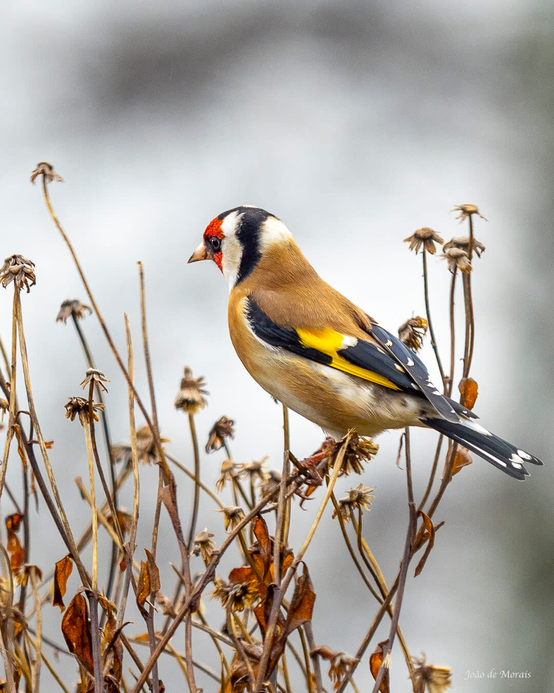 Winter Meditation: Goldfinch