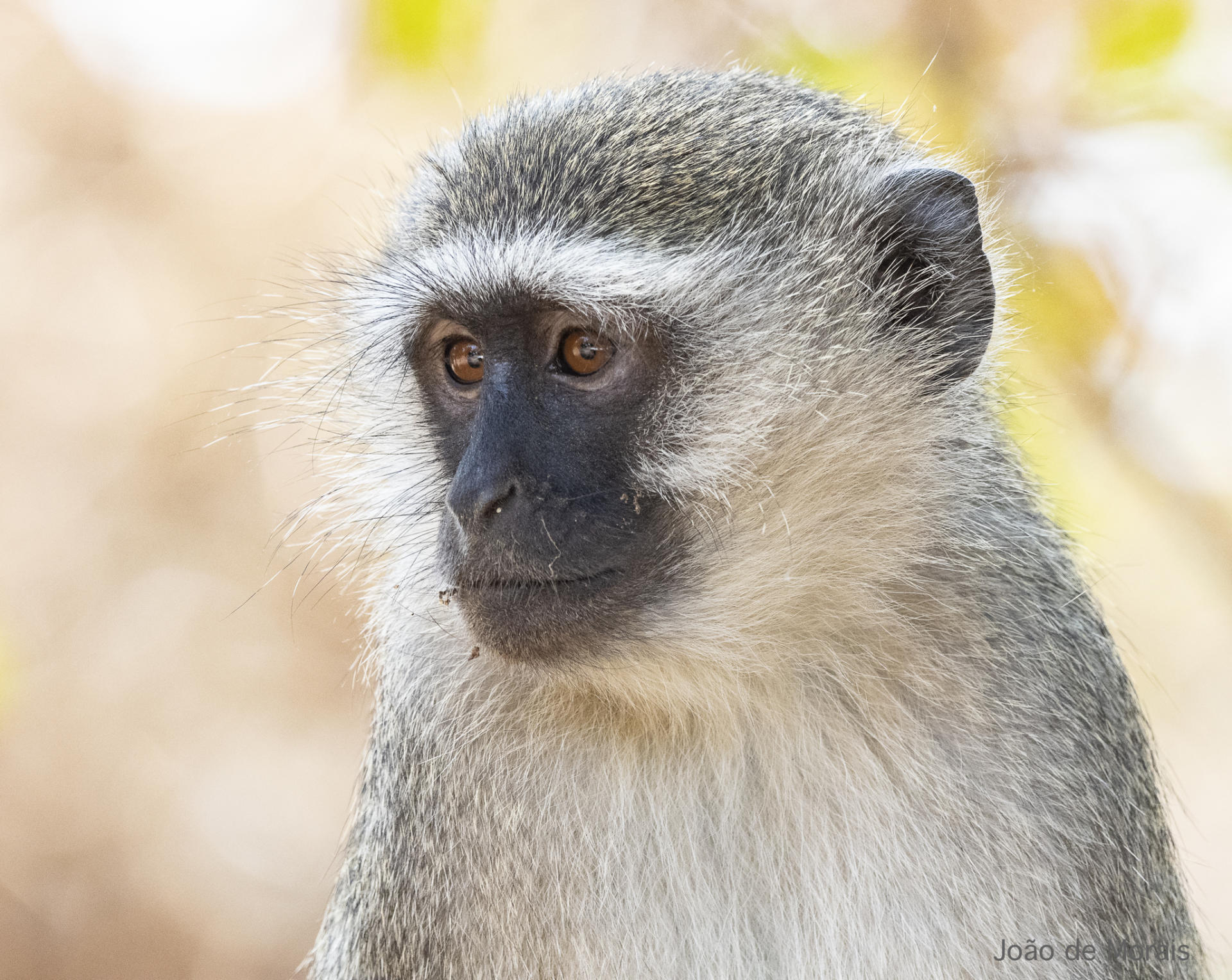 Vervet Monkey female portrait