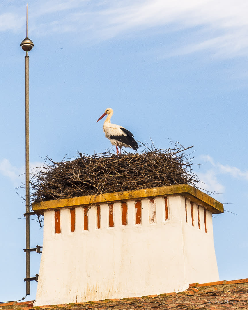 Stork