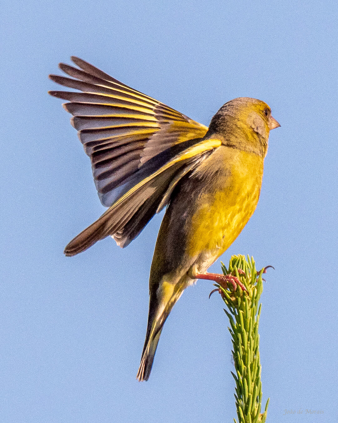 The Attentive Greenfinch Father