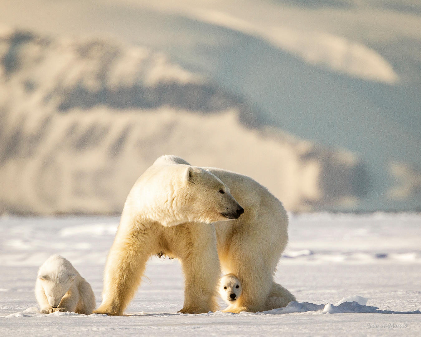 Mother vigilance (3rd of 4 captures)