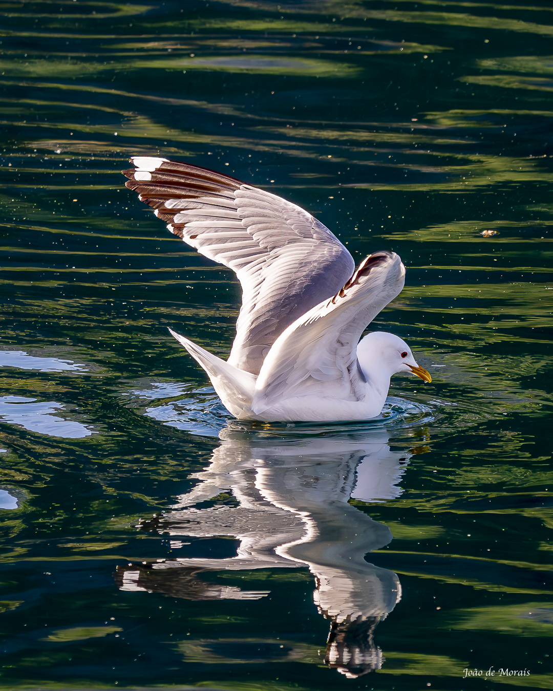 Observations on Motion and Harmony nr 2