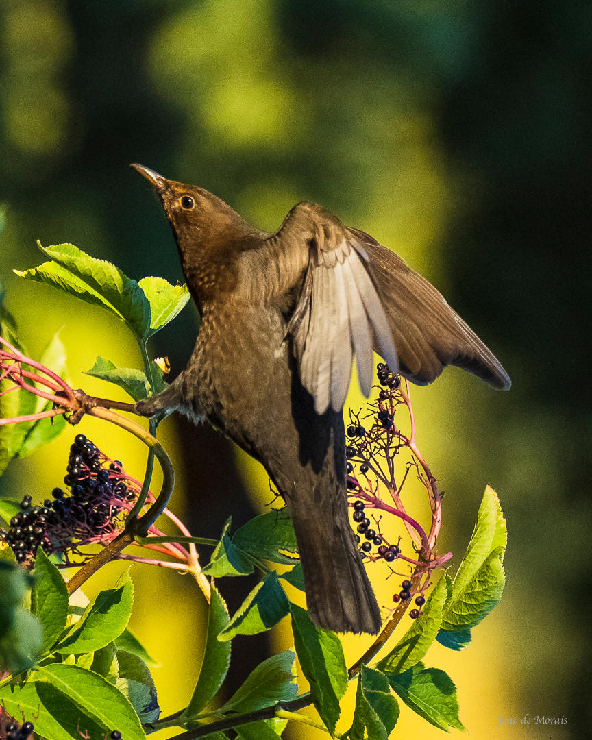 Holding on to Summer Leftovers