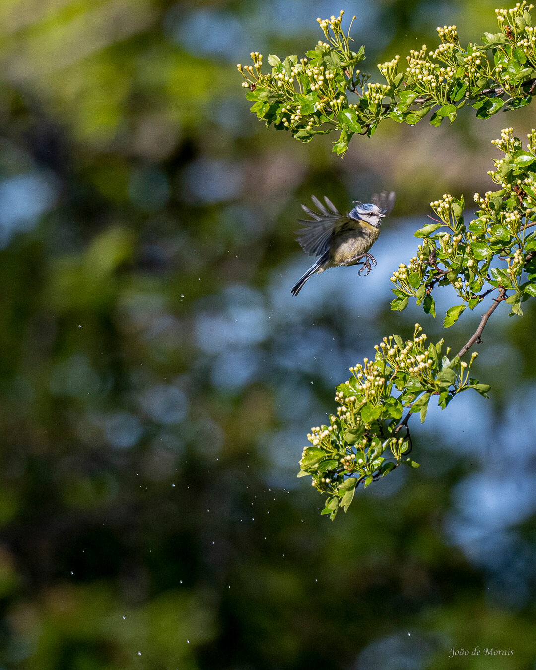 Daybreak Dance by the Bird Cherry Tree