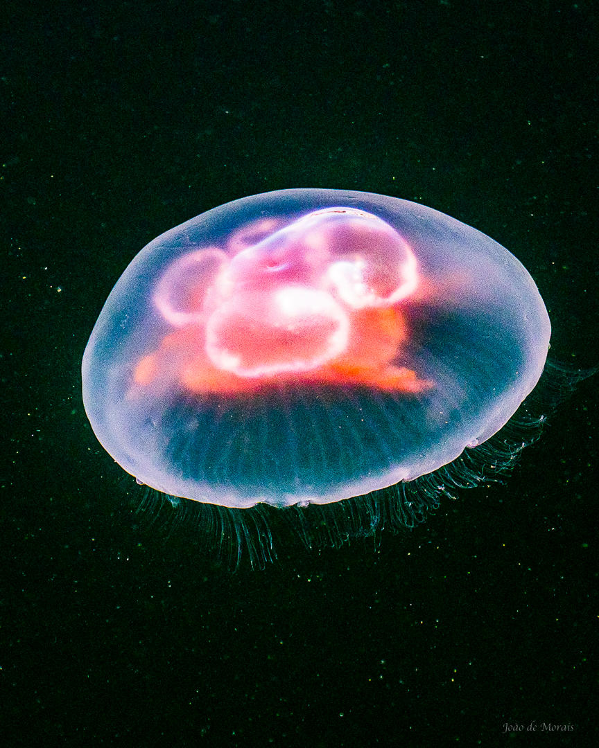 Nebulosa-like Moon Jellyfish