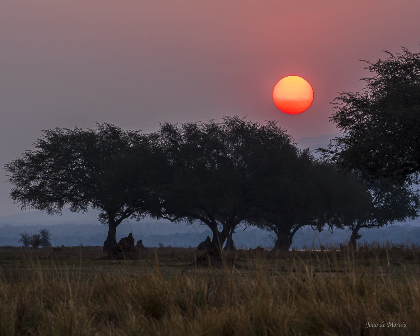 Nightfall by the Zambezi