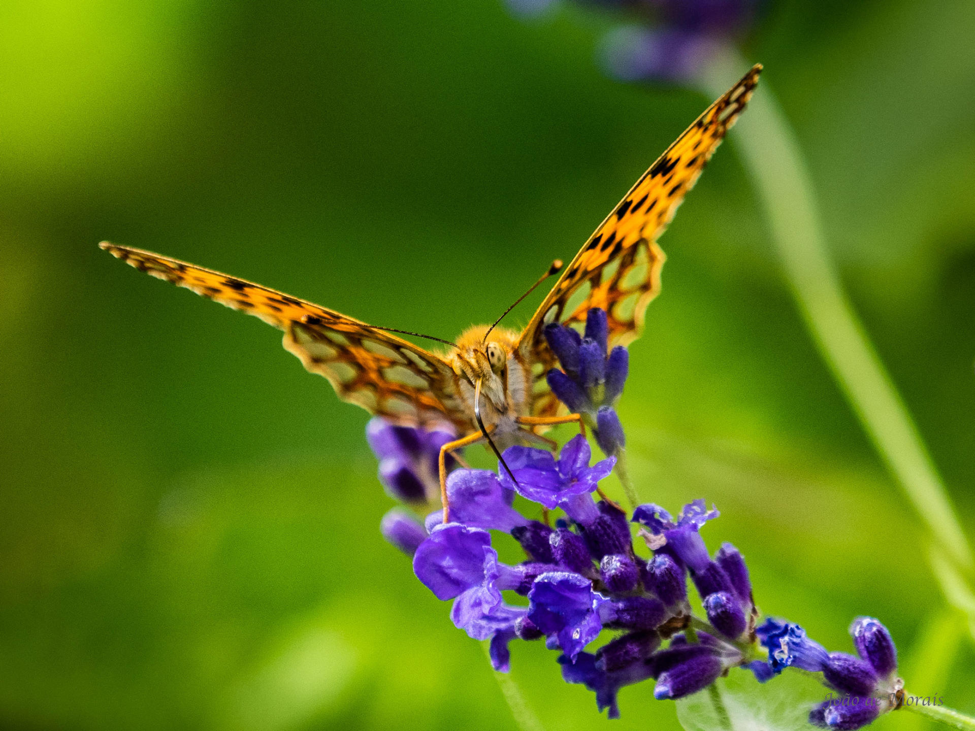 Midsummer Colours