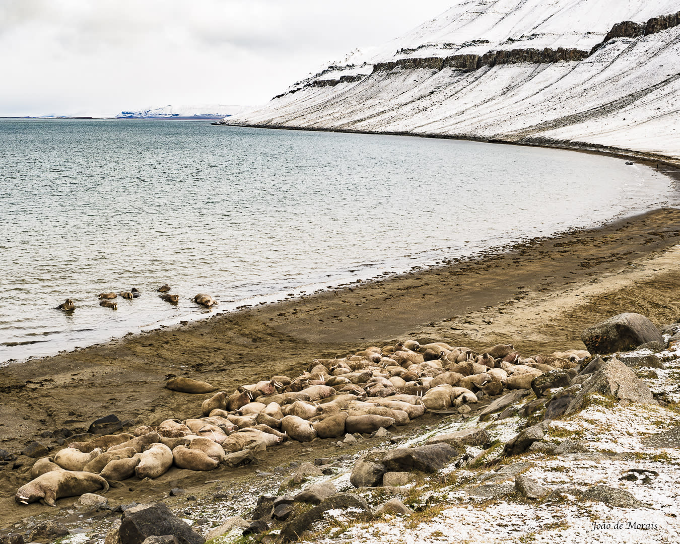 The Walrus Colony