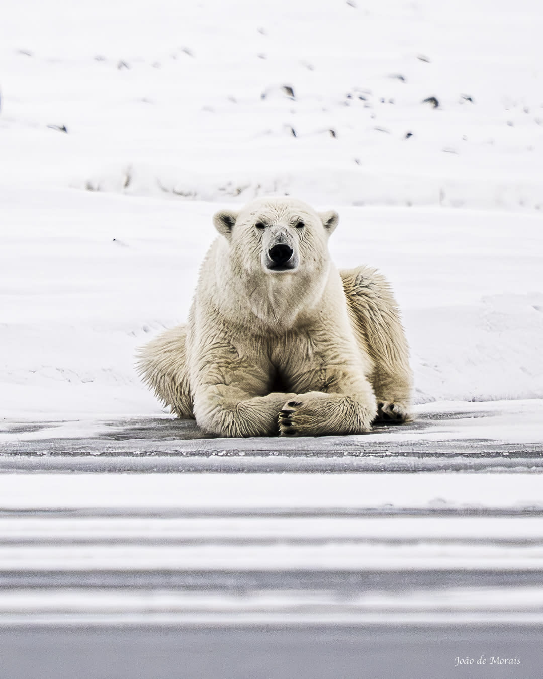 Portrait of a Mother Bear