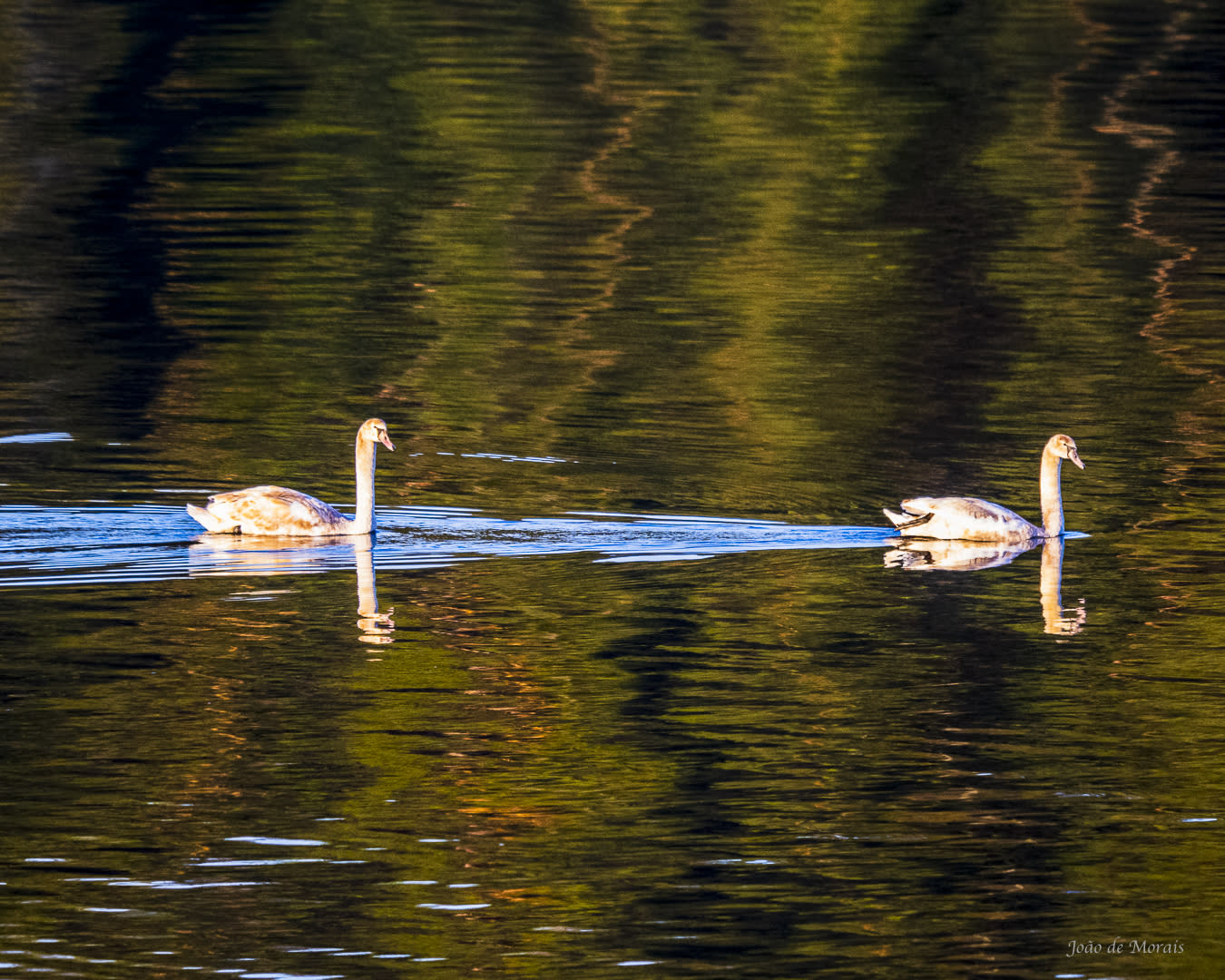 Young Swans at Daybreak