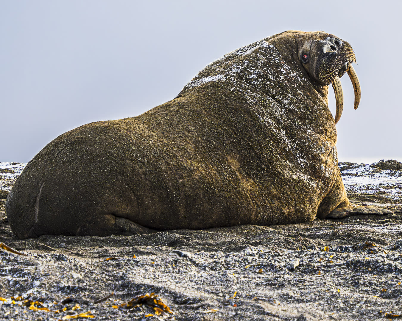 ‘I am the Walrus’