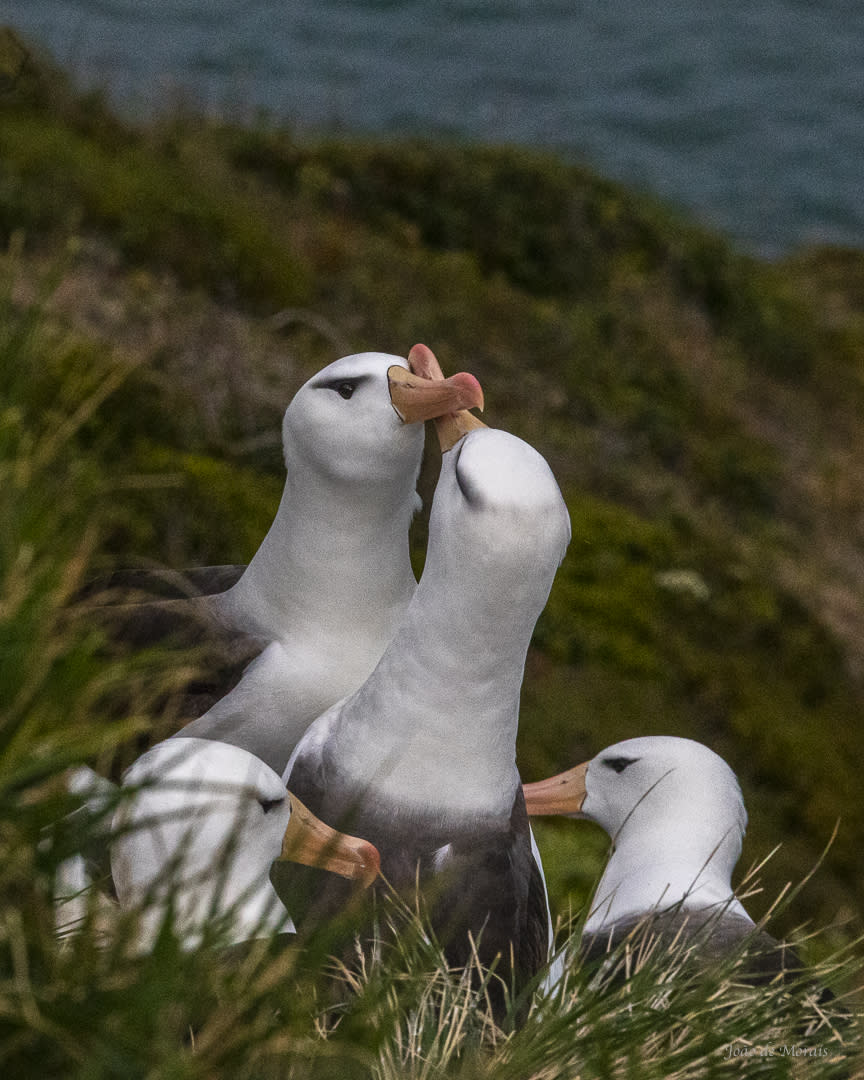 Black-browed Albatross 