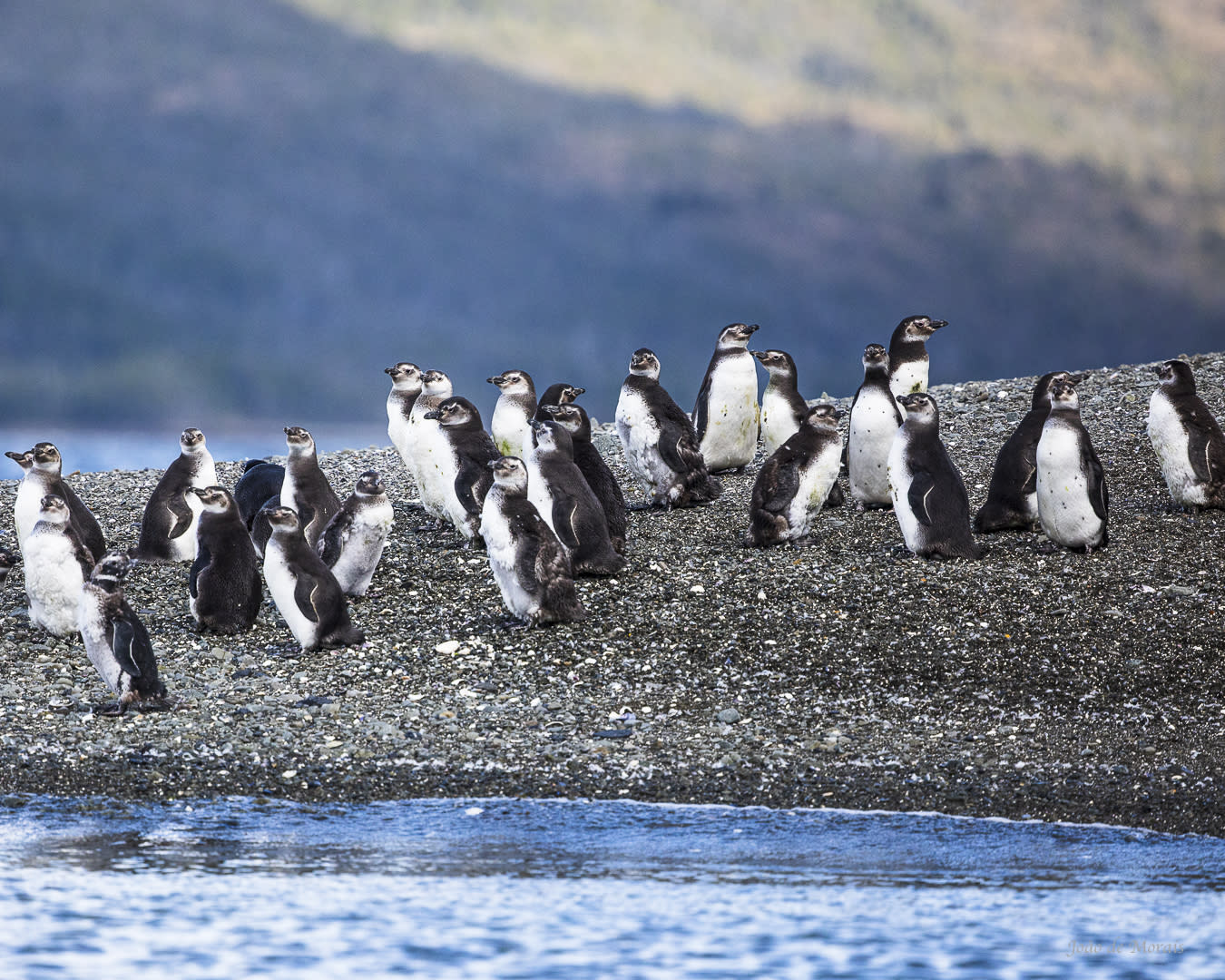 Magellan Pinguins 