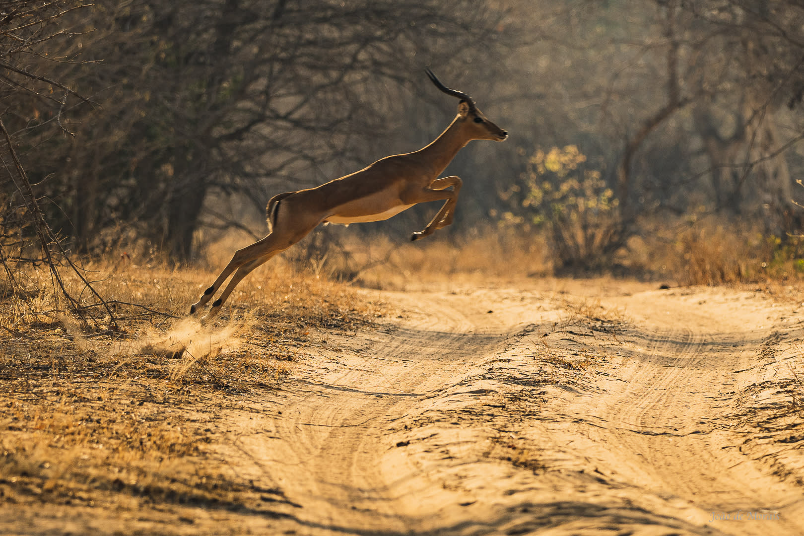 Impala male