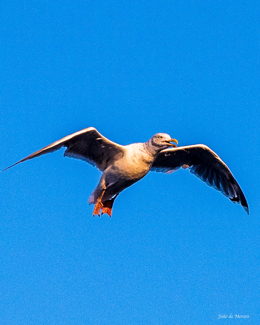 Halfway Sea and Sky...