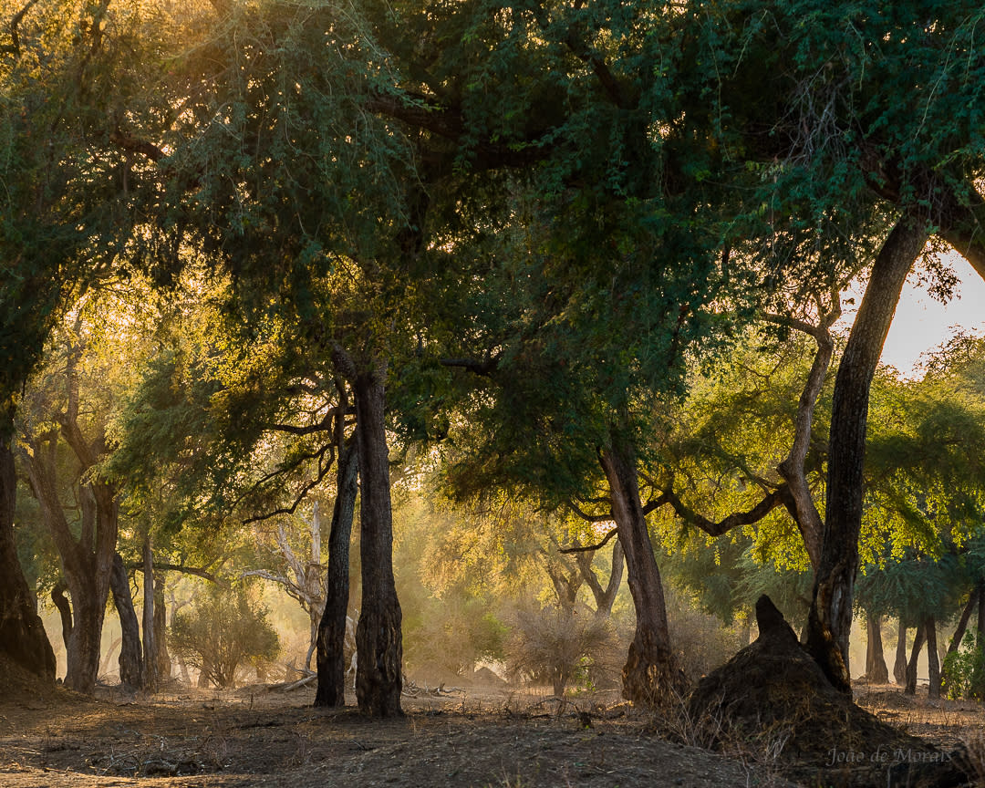 Mopane Twilight