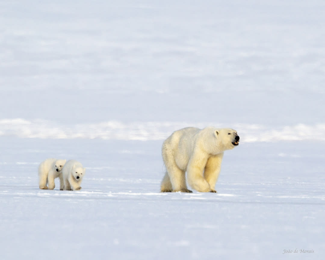 Mother and cubs by Nordenskiöldbreen