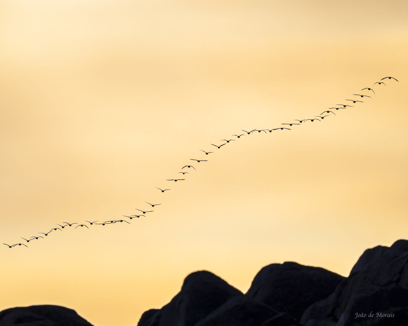 Barnacle Geese heading South