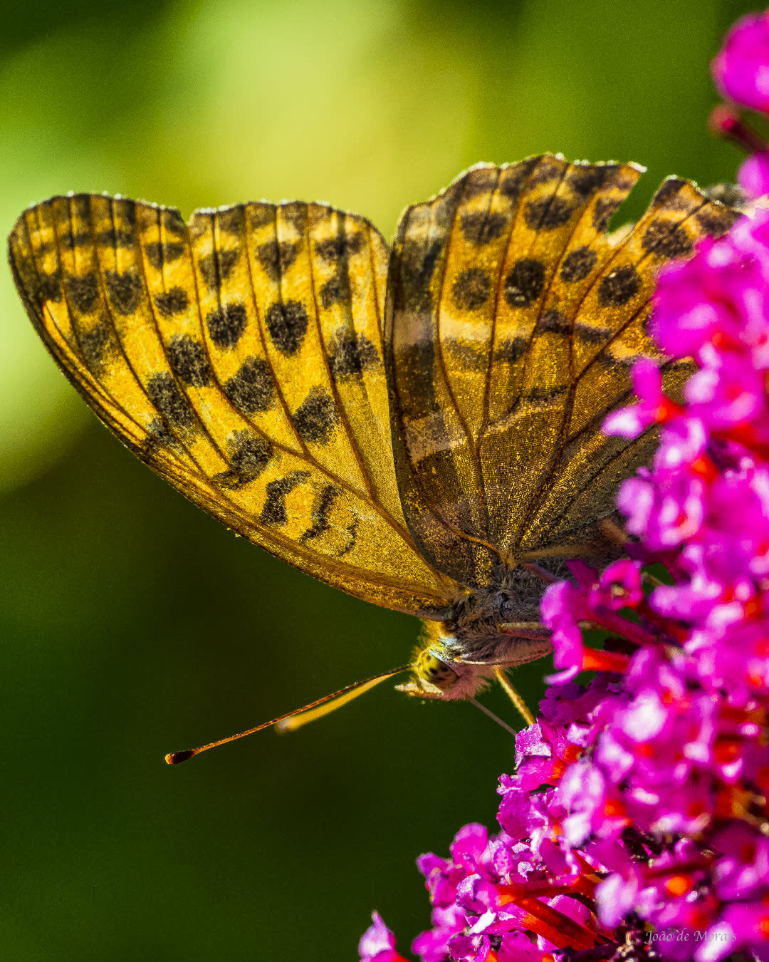 Garden Glory