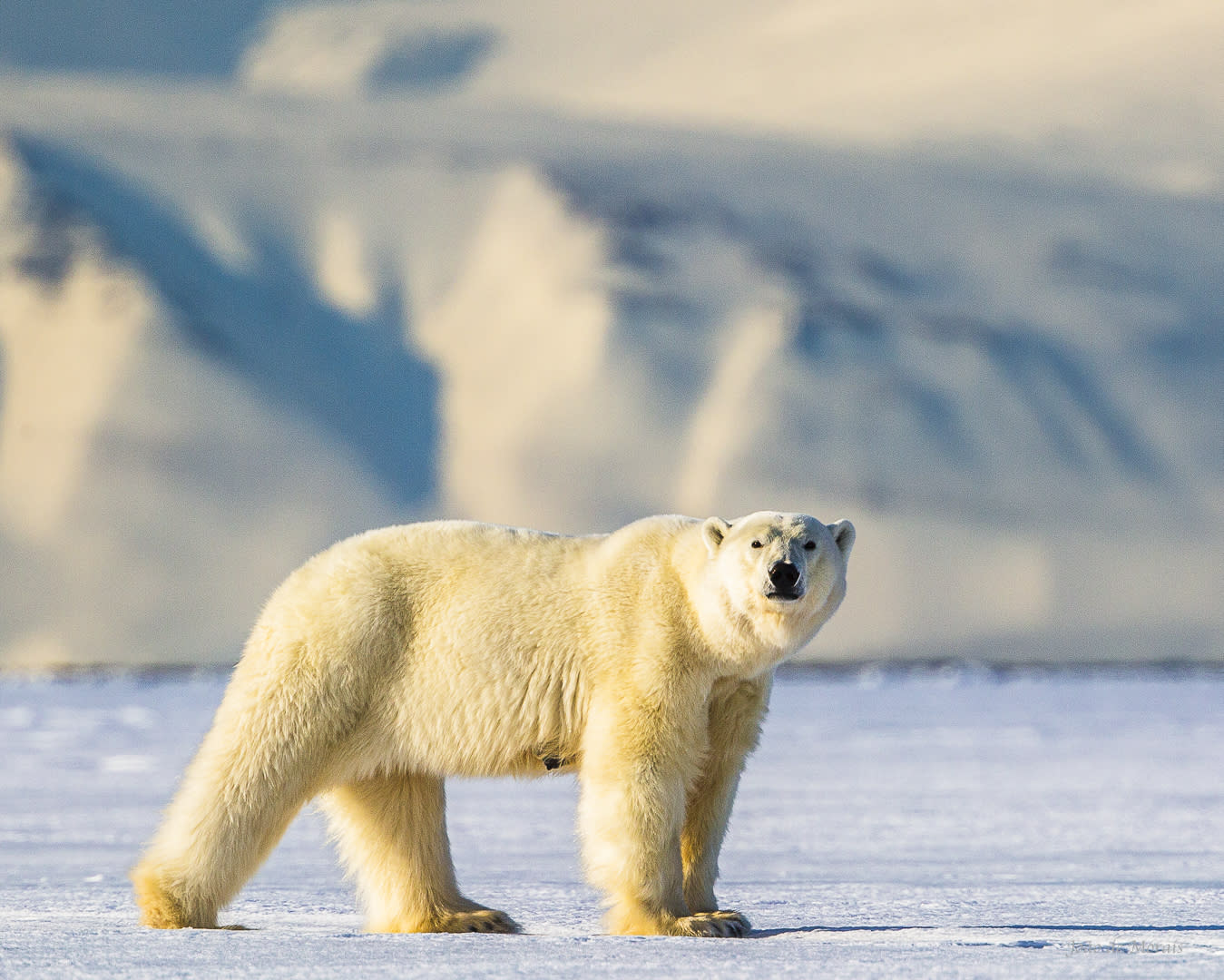 Being observed: Polar Bear at Nordenskiöldbreen