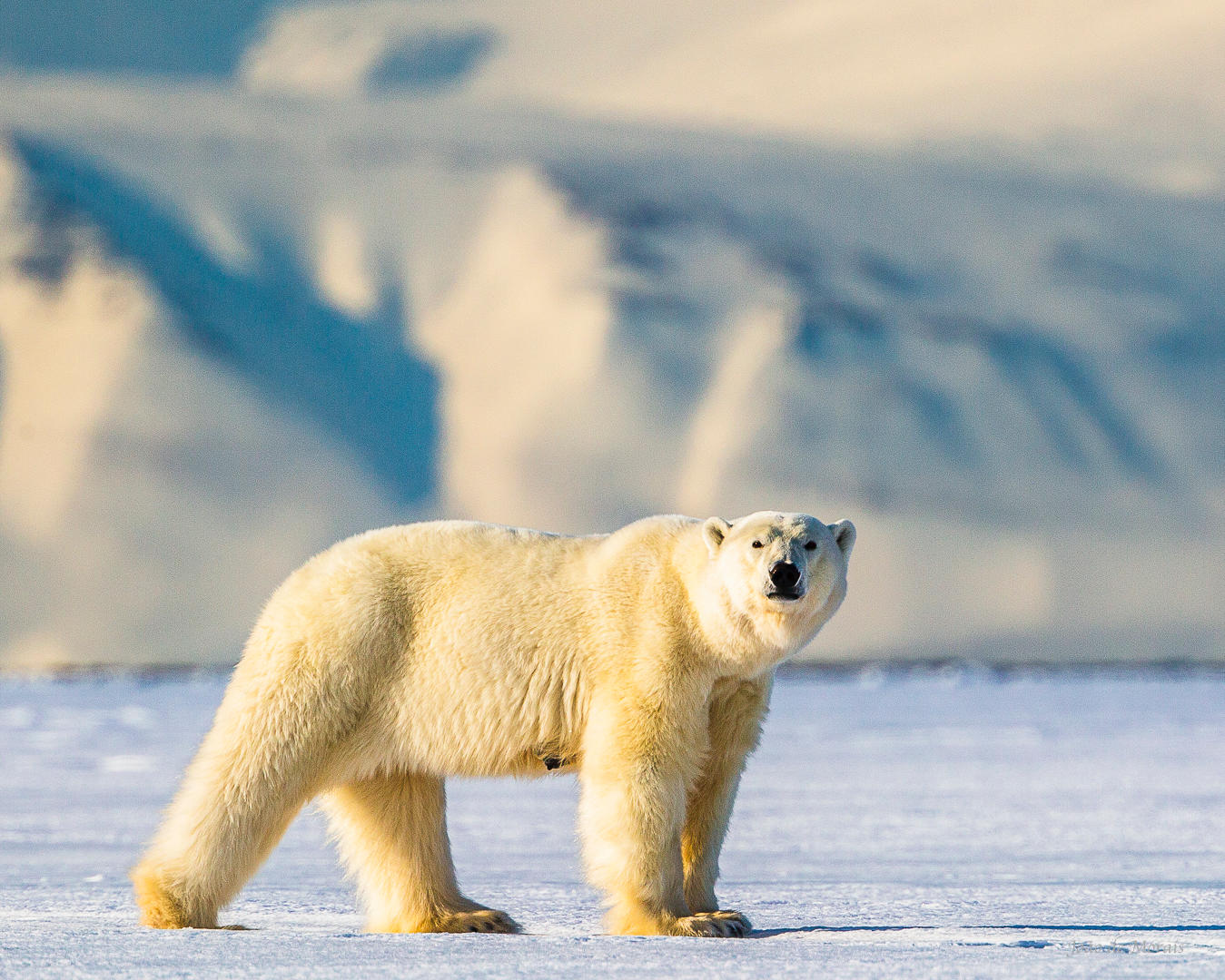 Being observed: Polar Bear at Nordenskiöldbreen