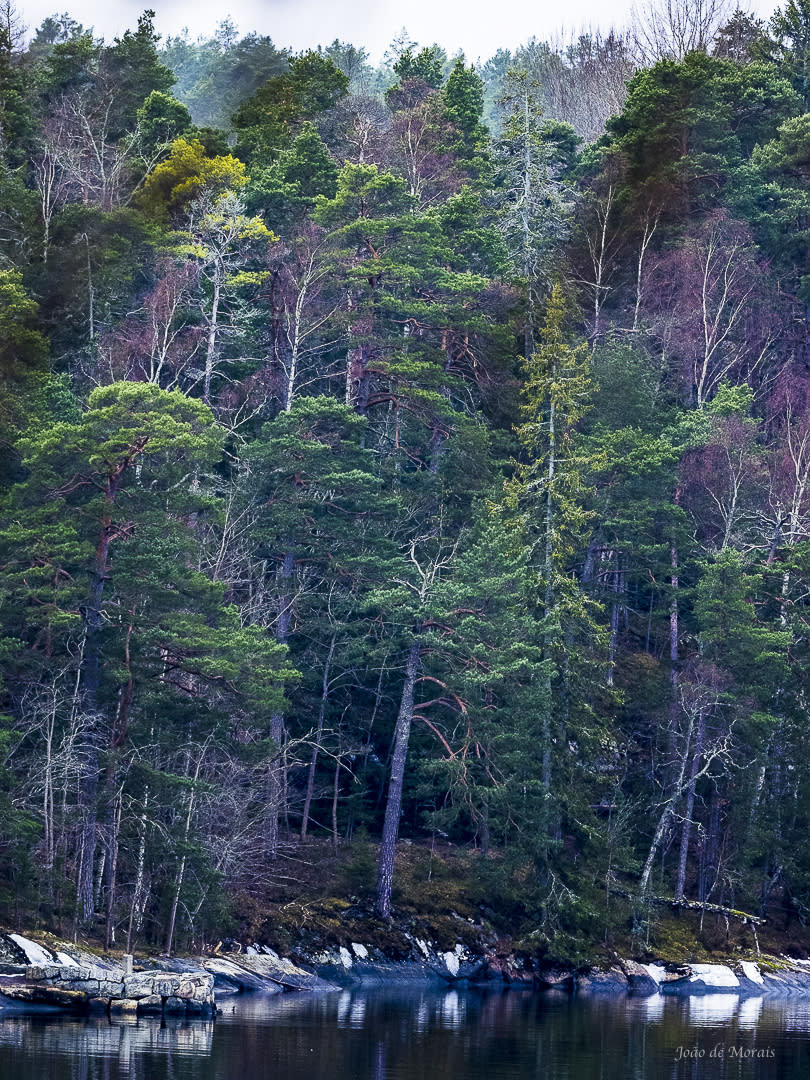 Forest Rebirth at Dawn. 