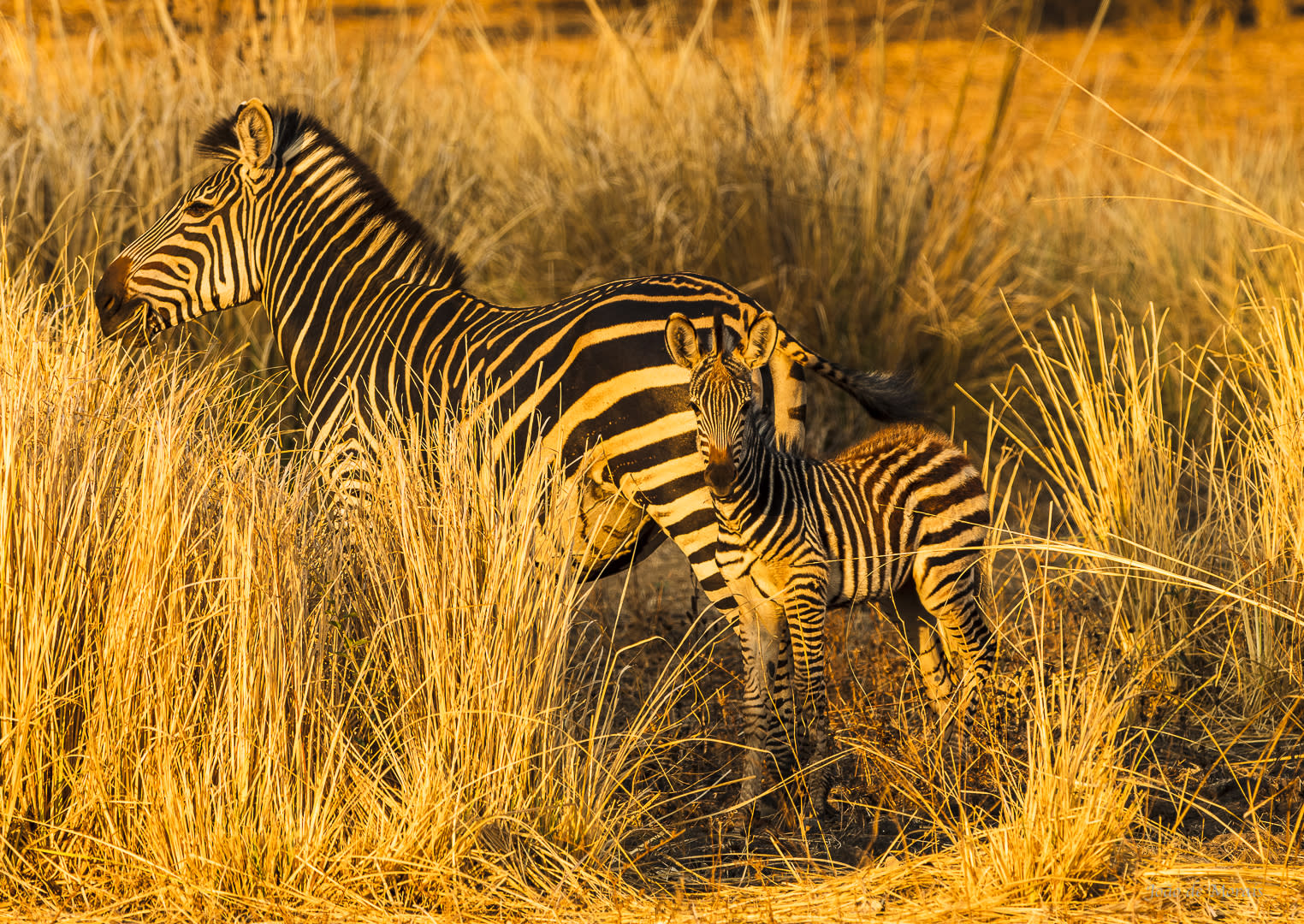 Zebra: mother and child at sunset