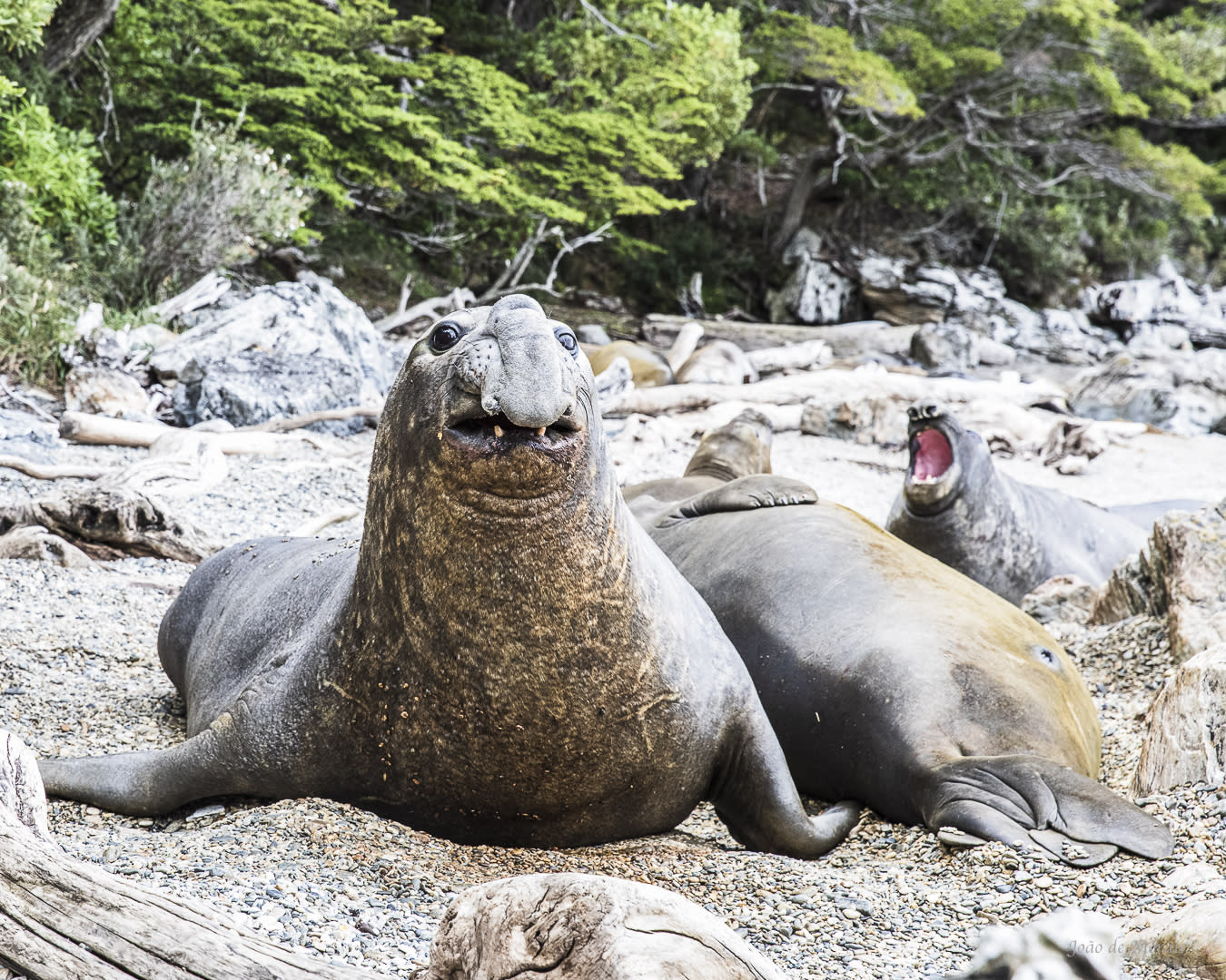 Southern Elephant Seal at Tierra del Fuego