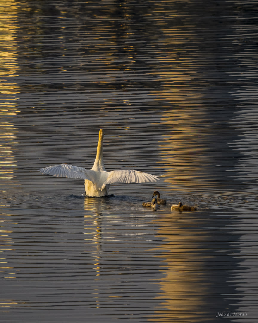 Greeting the Break of Day