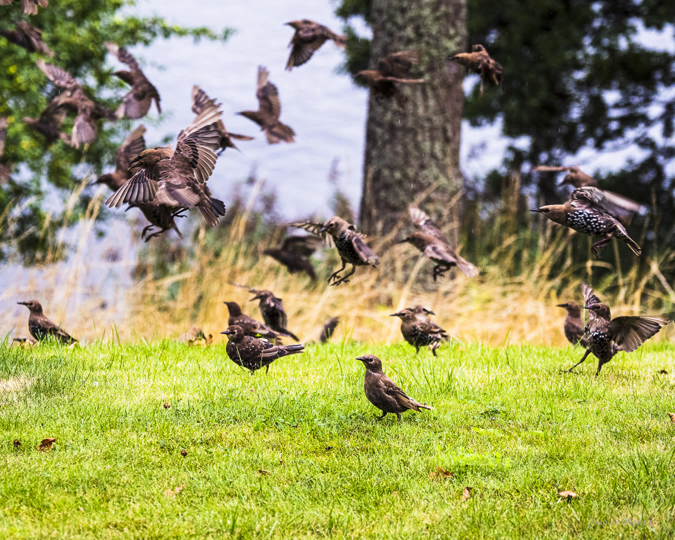 Landing Starlings (Sturnus vulgaris)