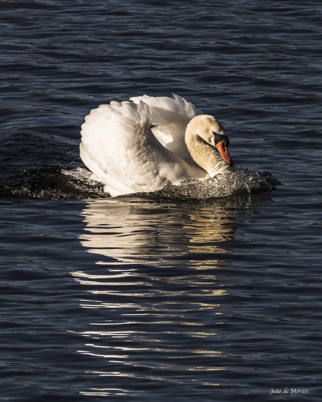 The Sailing Swan