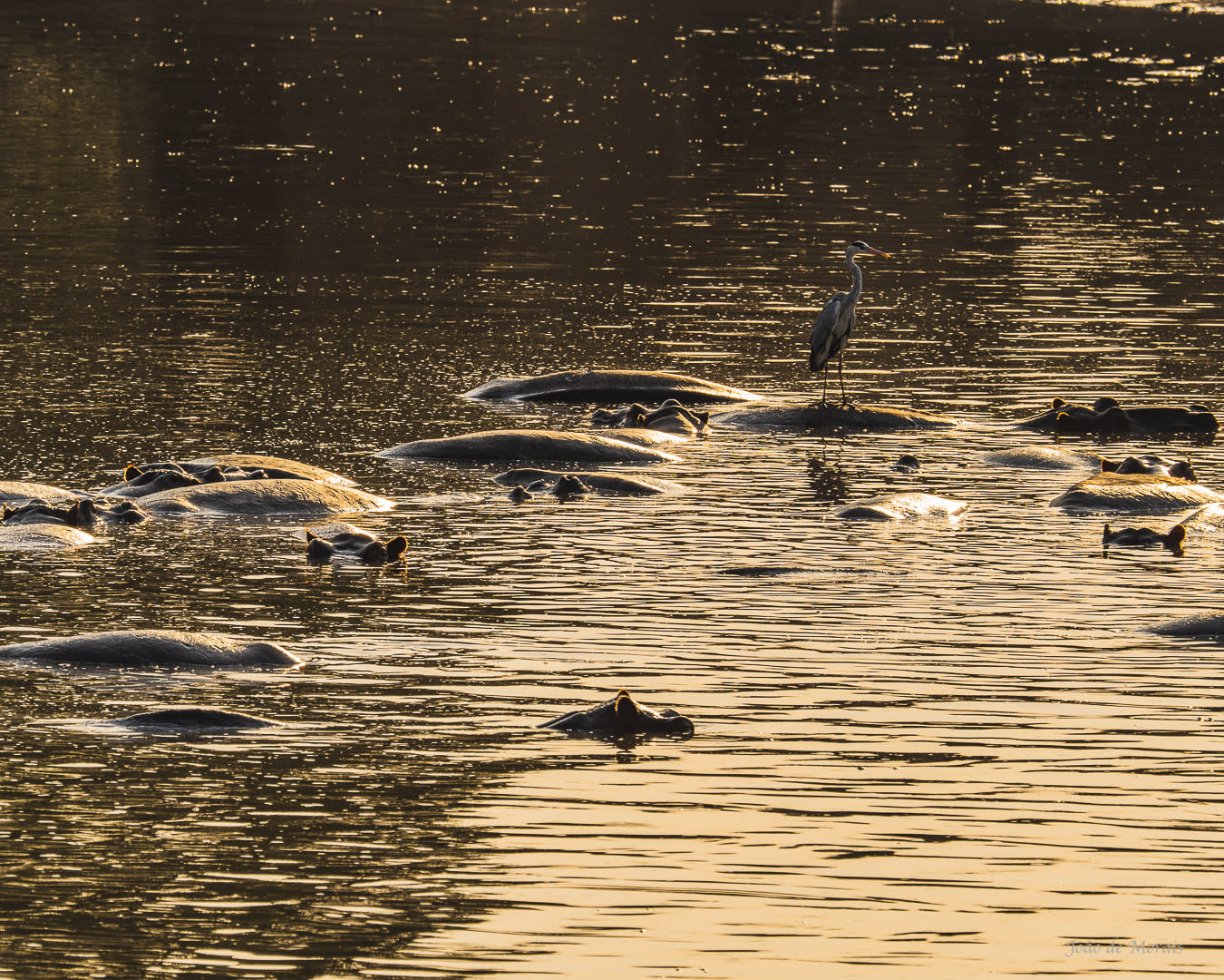 A Restful Hippo pool at Nightfall