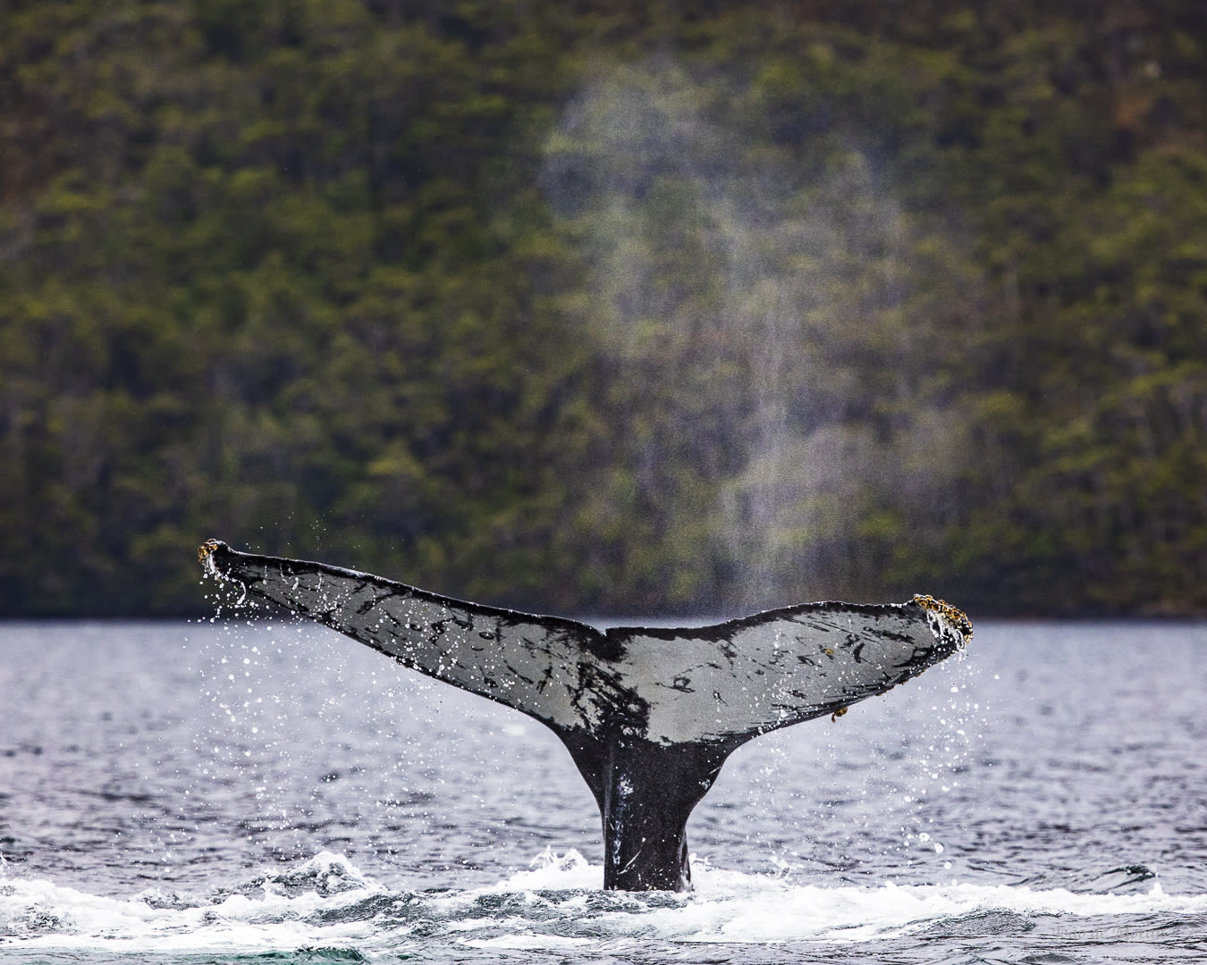 Whale tail and exhalation ‘blow’