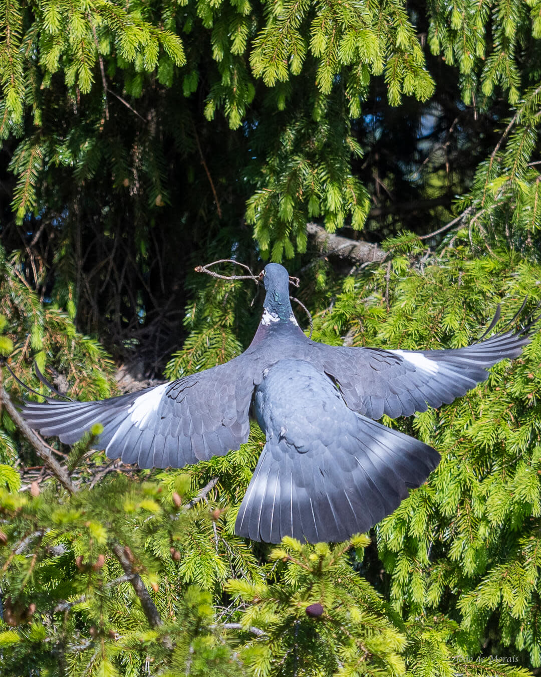 Wood Pigeon family building their nest (nr 3)