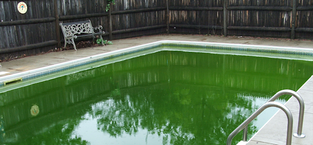 Pool Chemical Problems & Type of Algae