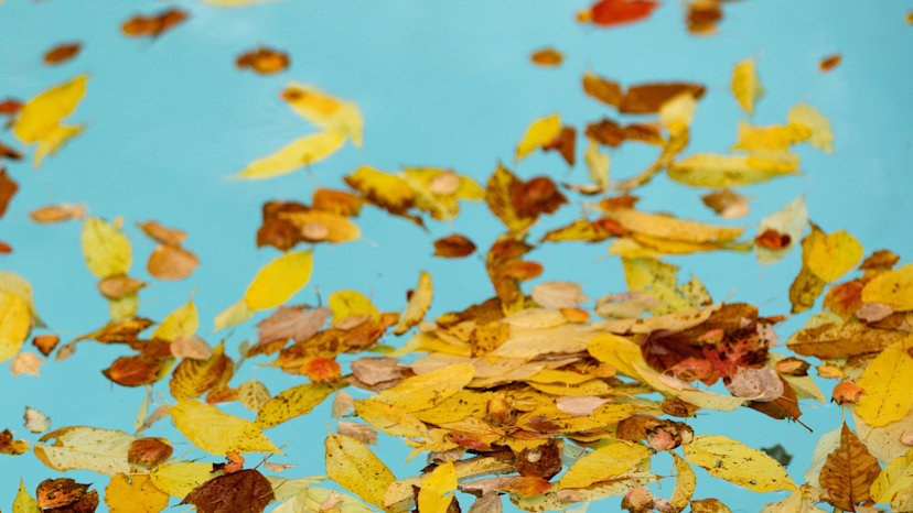 Leaf Season Survival Guide: Covers, Nets, and the Chemistry of Falling Leaves