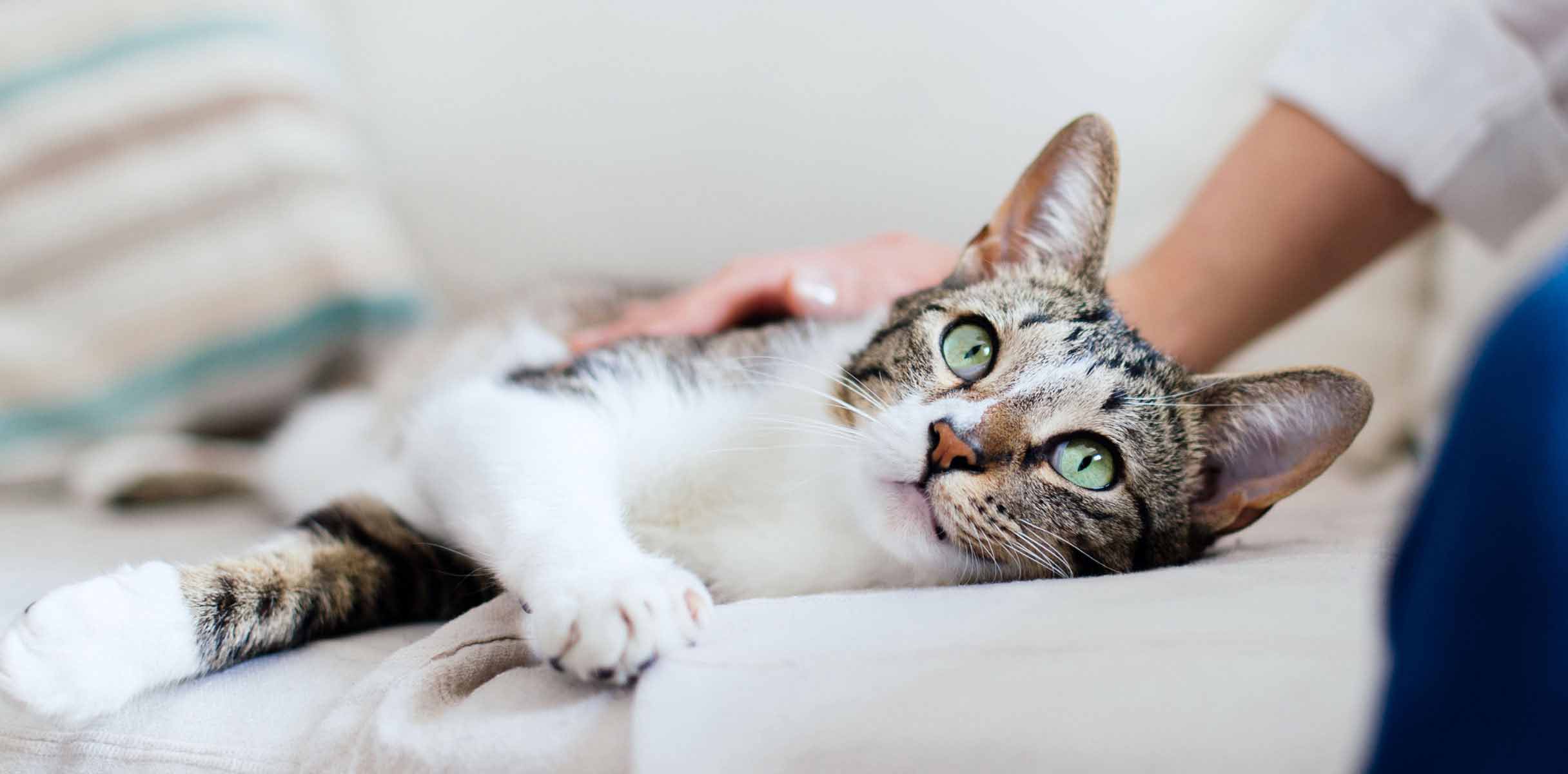 cat lying in the couch beside the pet owner